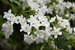 Vilmorinae Deutzia (Deutzia vilmorinae) at Lakeshore Garden Centres