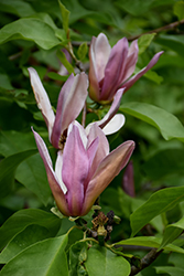 Eva Maria Magnolia (Magnolia 'Eva Maria') at Lakeshore Garden Centres