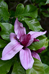 Nigra Lily Magnolia (Magnolia liliiflora 'Nigra') at Lakeshore Garden Centres