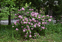 Wheatley Rhododendron (Rhododendron 'Wheatley') at Lakeshore Garden Centres