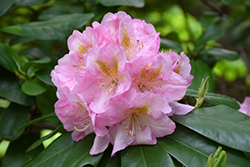 Scintillation Rhododendron (Rhododendron 'Scintillation') at Lakeshore Garden Centres