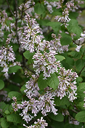 Wolf's Lilac (Syringa wolfii) at Lakeshore Garden Centres