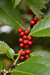 Chestnut Leaf Holly (Ilex x koehneana) at Lakeshore Garden Centres