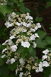 Sargent's Viburnum (Viburnum sargentii) at Lakeshore Garden Centres