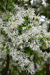 Chinese Fringetree (Chionanthus retusus) at Lakeshore Garden Centres