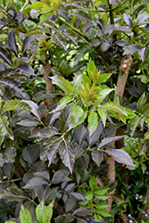 Thundercloud Elder (Sambucus nigra 'Thundercloud') at Lakeshore Garden Centres