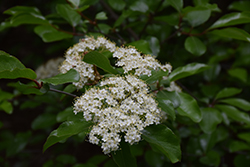 Emerald Charm Rusty Blackhaw (Viburnum rufidulum 'Emerald Charm') at Lakeshore Garden Centres