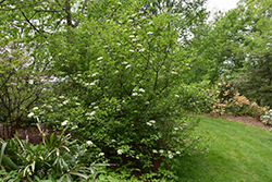 Emerald Charm Rusty Blackhaw (Viburnum rufidulum 'Emerald Charm') at Lakeshore Garden Centres