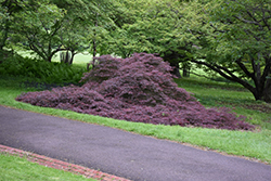 Garnet Cutleaf Japanese Maple (Acer palmatum 'Garnet') at Lakeshore Garden Centres