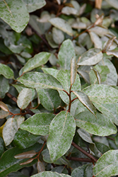 Silverberry (Elaeagnus pungens 'var. simonii') at Lakeshore Garden Centres