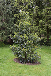 Chestnut Leaf Holly (Ilex x koehneana) at Lakeshore Garden Centres