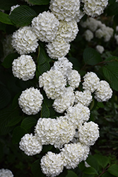 Japanese Snowball Viburnum (Viburnum plicatum) at Lakeshore Garden Centres
