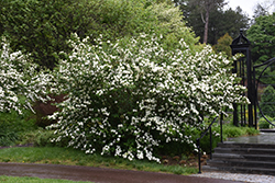 Japanese Snowball Viburnum (Viburnum plicatum) at Lakeshore Garden Centres