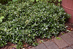 Himalayan Sweet Box (Sarcococca hookeriana) at Lakeshore Garden Centres