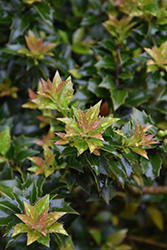 Serendipity Holly (Ilex 'Serendipity') at Lakeshore Garden Centres