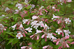Pink Cloud Beautybush (Kolkwitzia amabilis 'Pink Cloud') at Lakeshore Garden Centres