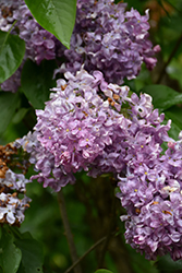 Capitaine Baltet Lilac (Syringa vulgaris 'Capitaine Baltet') at Lakeshore Garden Centres