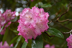 Josephine Everitt Rhododendron (Rhododendron 'Josephine Everitt') at Lakeshore Garden Centres