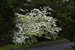 Stardust Flowering Dogwood (Cornus 'Stardust') at Lakeshore Garden Centres