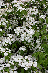 Stardust Flowering Dogwood (Cornus 'Stardust') at Lakeshore Garden Centres
