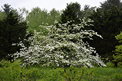 Ruth Ellen Flowering Dogwood (Cornus 'Ruth Ellen') at Lakeshore Garden Centres
