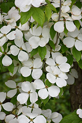Ruth Ellen Flowering Dogwood (Cornus 'Ruth Ellen') at Lakeshore Garden Centres