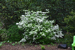 Alabama Azalea (Rhododendron alabamense) at Lakeshore Garden Centres