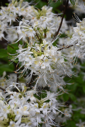Alabama Azalea (Rhododendron alabamense) at Lakeshore Garden Centres