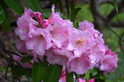Betty Hume Rhododendron (Rhododendron 'Betty Hume') at Lakeshore Garden Centres