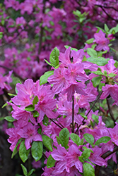 Elizabeth Gable Azalea (Rhododendron 'Elizabeth Gable') at Lakeshore Garden Centres
