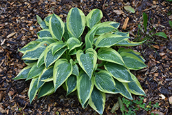 Wolverine Hosta (Hosta 'Wolverine') at Lakeshore Garden Centres