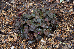 Blackbird Coral Bells (Heuchera 'Blackbird') at Lakeshore Garden Centres