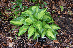 Christmas Candy Hosta (Hosta 'Christmas Candy') at Peter Knippel Garden Centre