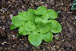Faith Hosta (Hosta 'Faith') at Lakeshore Garden Centres