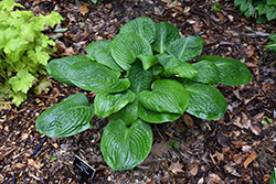 Potomac Pride Hosta (Hosta 'Potomac Pride') at Lakeshore Garden Centres
