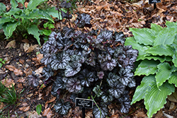 Guardian Angel Coral Bells (Heuchera 'Guardian Angel') at Lakeshore Garden Centres