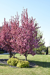 Pink Spires Flowering Crab (Malus 'Pink Spires') at Lakeshore Garden Centres
