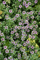 Transparent Yellow Thyme (Thymus vulgaris 'Transparent Yellow') at Lakeshore Garden Centres