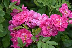 Island Dancer Rose (Rosa 'Island Dancer') at Lakeshore Garden Centres