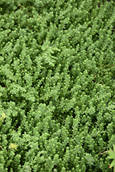 Miniature Stonecrop (Sedum requieni) at Lakeshore Garden Centres