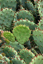 Prickly Pear Cactus (Opuntia humifusa) at Green Thumb Garden Centre