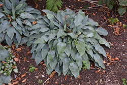 Blue Silver Hosta (Hosta 'Blue Silver') at Lakeshore Garden Centres