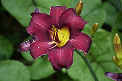 Wayside King Royale Daylily (Hemerocallis 'Wayside King Royale') at Lakeshore Garden Centres