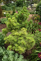 Hornbrookiana Dwarf Austrian Pine (Pinus nigra 'Hornbrookiana') at Lakeshore Garden Centres