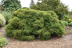 Compact Sawara Falsecypress (Chamaecyparis pisifera 'Minima') at Lakeshore Garden Centres