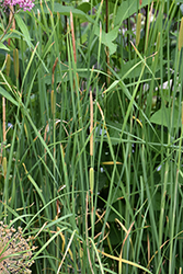 Miniature Cattail (Typha minima) at Golden Acre Home & Garden