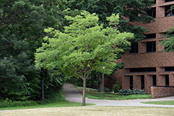 Summertime Amur Maackia (Maackia amurensis 'Summertime') at Lakeshore Garden Centres