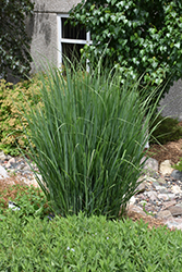 Northwind Switch Grass (Panicum virgatum 'Northwind') at Peter Knippel Garden Centre