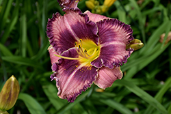 Rock Candy Daylily (Hemerocallis 'Rock Candy') at Lakeshore Garden Centres