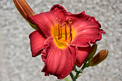 My Ways Daylily (Hemerocallis 'My Ways') at Lakeshore Garden Centres